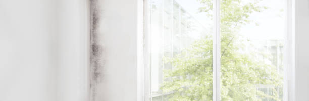Professional Mold Removal in Enterprise, OR