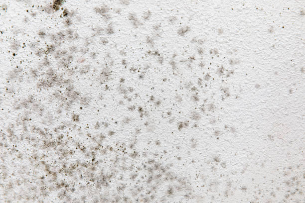 Best Mold Damage Restoration  in Enterprise, OR