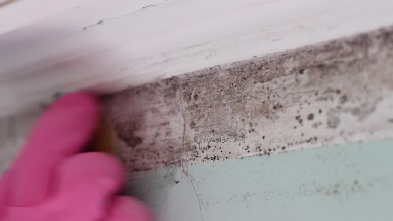 Best Commercial Mold Inspection  in Enterprise, OR